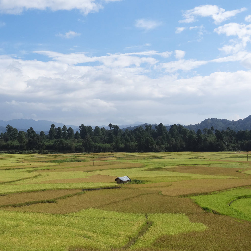 Ziro: Where Music, Culture, and Nature Come Together