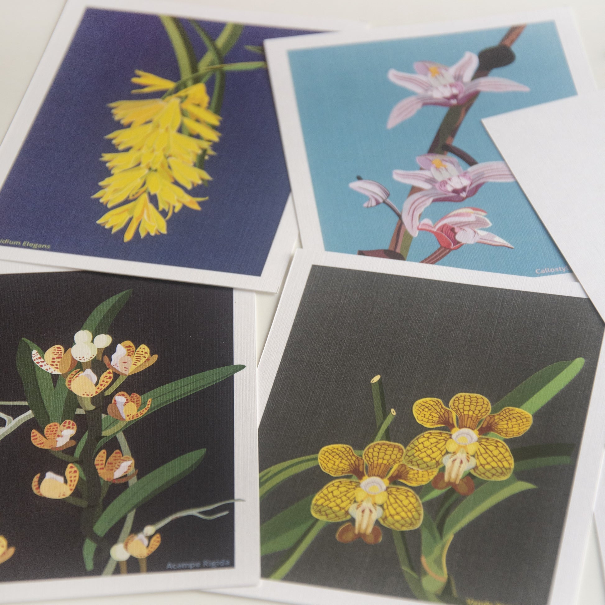 North-East Orchids Collection Postcards - Set of 8