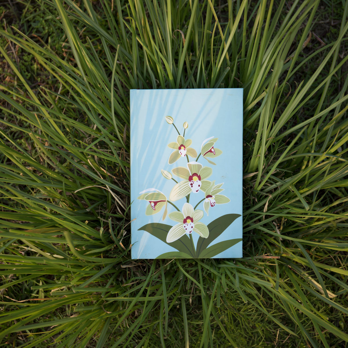 Cymbidium Alison - NEST by Arpit Agarwal