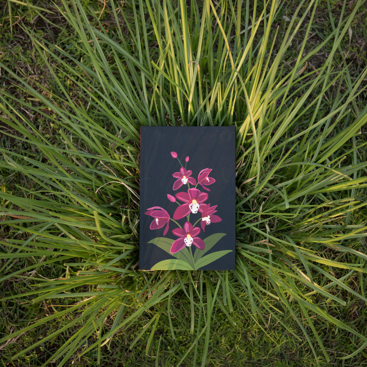 Cymbidium Alison - 2 - NEST by Arpit Agarwal