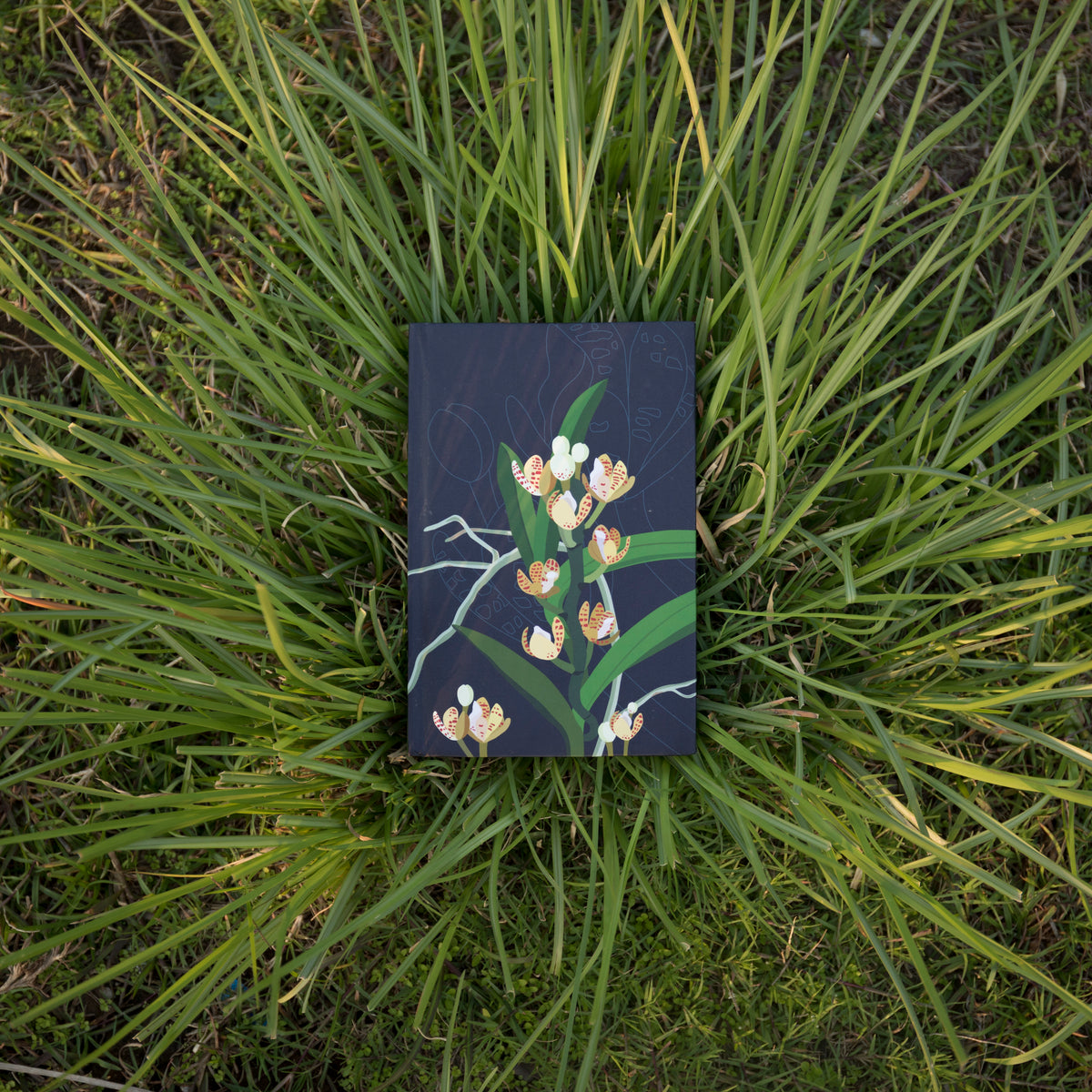 Acampe Rigida - NEST by Arpit Agarwal